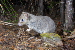 Eastern Bettong photo 3