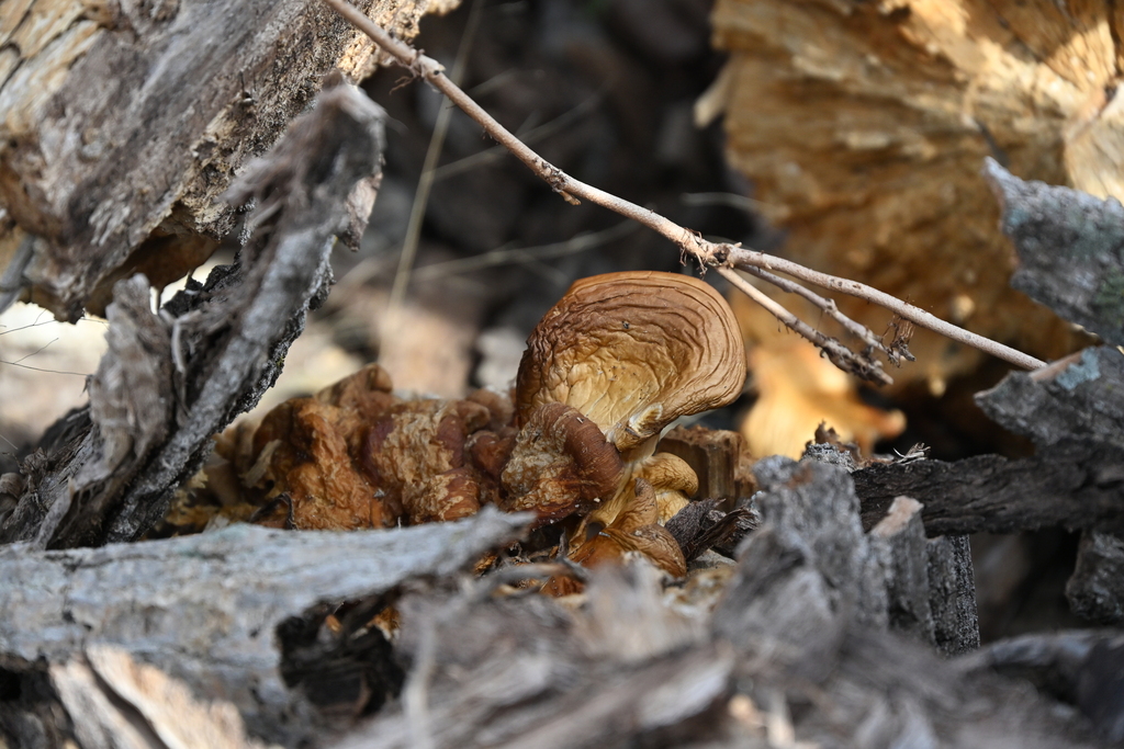 Pleurotus ostreatus · February 2026 · photo: © vince13 (iNaturalist, cc0)