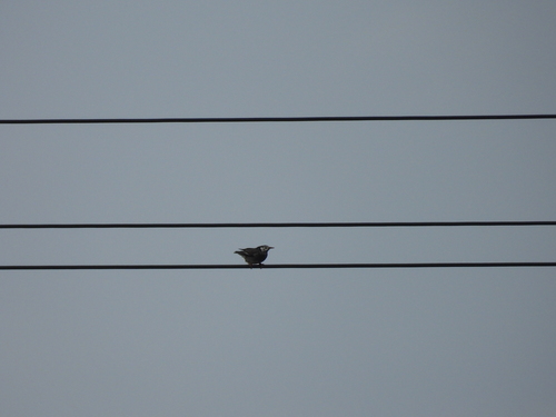 White-cheeked Starling