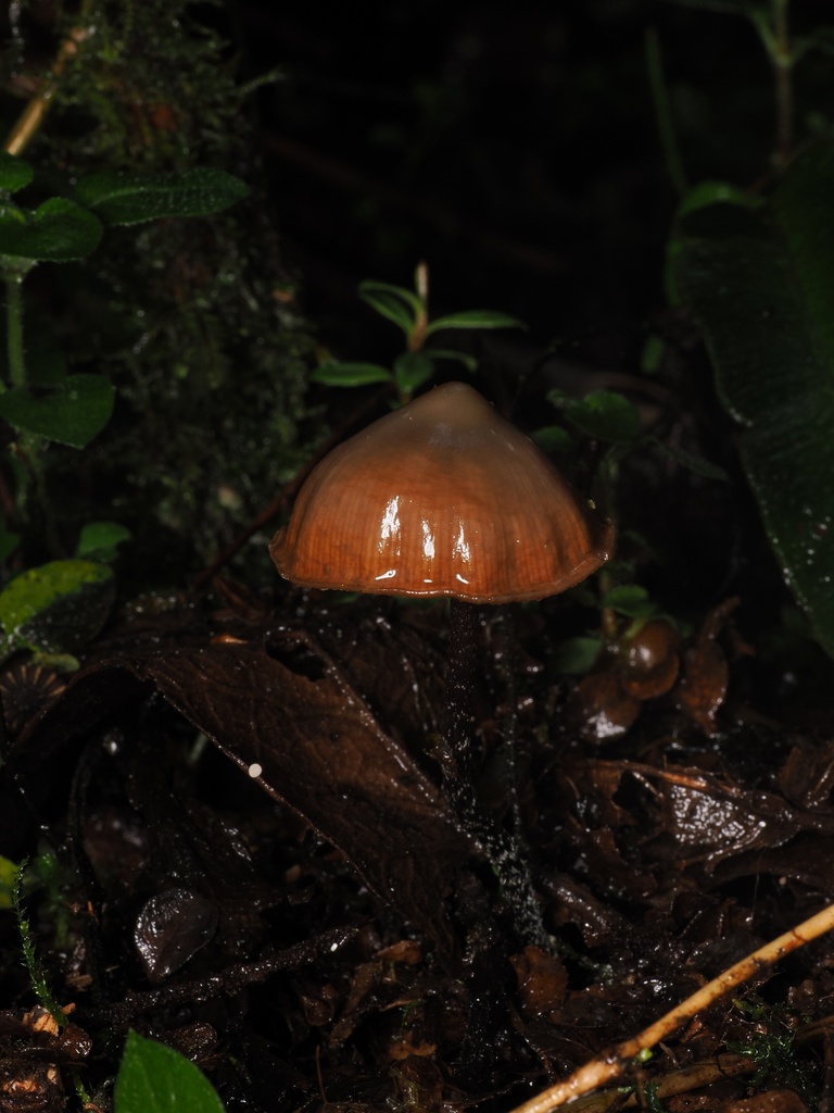 Psilocybe hoogshagenii · February 2026 · photo: © alan_rockefeller (iNaturalist, cc-by-sa)