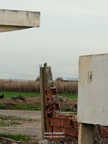 Little Owl