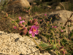 Mirabilis laevis