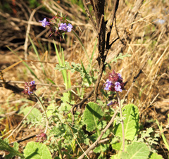 Salvia columbariae