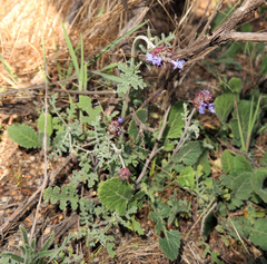Salvia columbariae