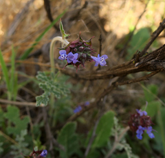 Salvia columbariae