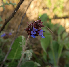 Salvia columbariae