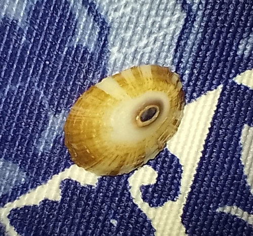 Fissurella itapema