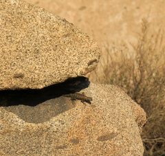 Sceloporus orcutti