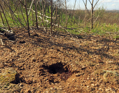 Pogonomyrmex rugosus