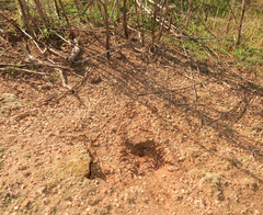 Pogonomyrmex rugosus