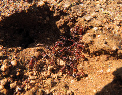 Pogonomyrmex rugosus