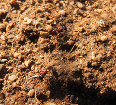 Pogonomyrmex rugosus