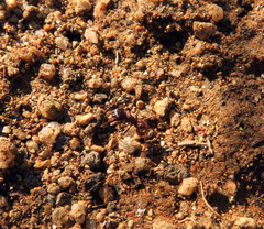 Pogonomyrmex rugosus