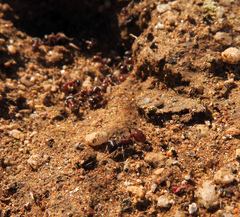 Pogonomyrmex rugosus