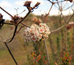 Eriogonum fasciculatum