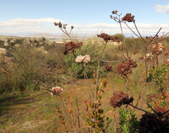 Eriogonum fasciculatum