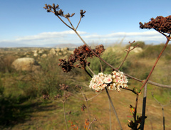 Eriogonum fasciculatum