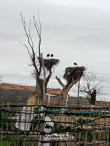 White Stork