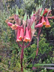 Blandfordia punicea, photograph (c) Brendan Costello, some rights reserved (CC BY)