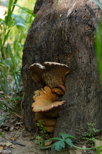 iNaturalist observation photo of western jack-o'-lantern