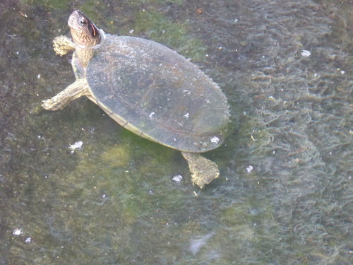 Rhinoclemmys areolata