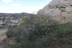 Encelia farinosa