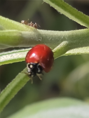 iNaturalist observation photo of Spotless Lady Beetle