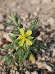 Helianthemum ledifolium, photograph (c) Alessia Guggisberg, some rights reserved (CC BY-SA)