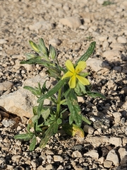 Helianthemum ledifolium, photograph (c) Alessia Guggisberg, some rights reserved (CC BY-SA)