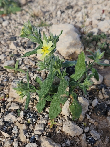 Helianthemum ledifolium, photograph 6