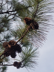 Pinus taeda