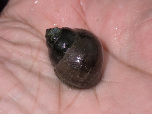 Cipangopaludina chinensis observed 2026-01-12