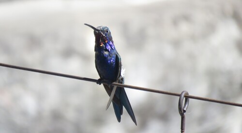 Blue-tufted Starthroat (Heliomaster furcifer), photo 6