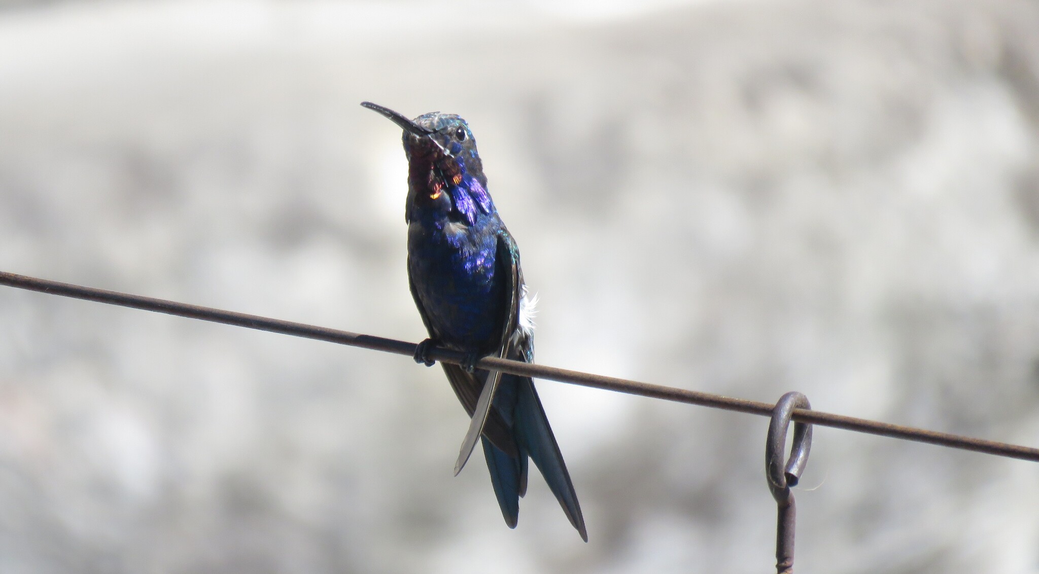 Blue-tufted Starthroat (Heliomaster furcifer), photo 10
