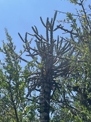 Euphorbia grandidens, photograph author not stated, no rights reserved