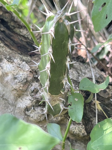 Euphorbia grandidens, photograph 5