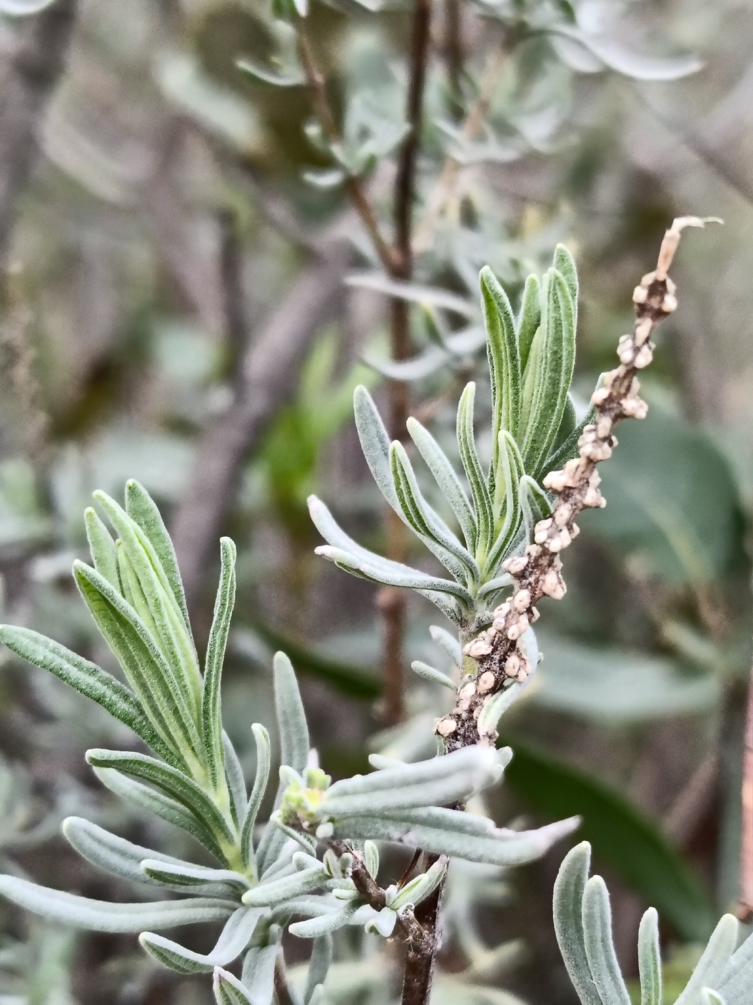 Imagem de Lavanda