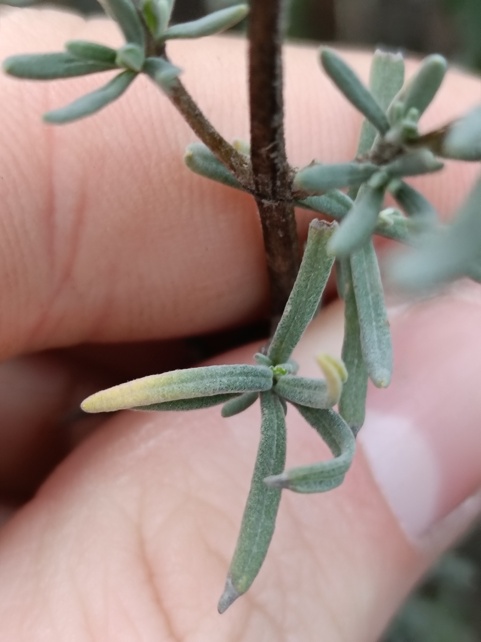 Imagem de Lavanda
