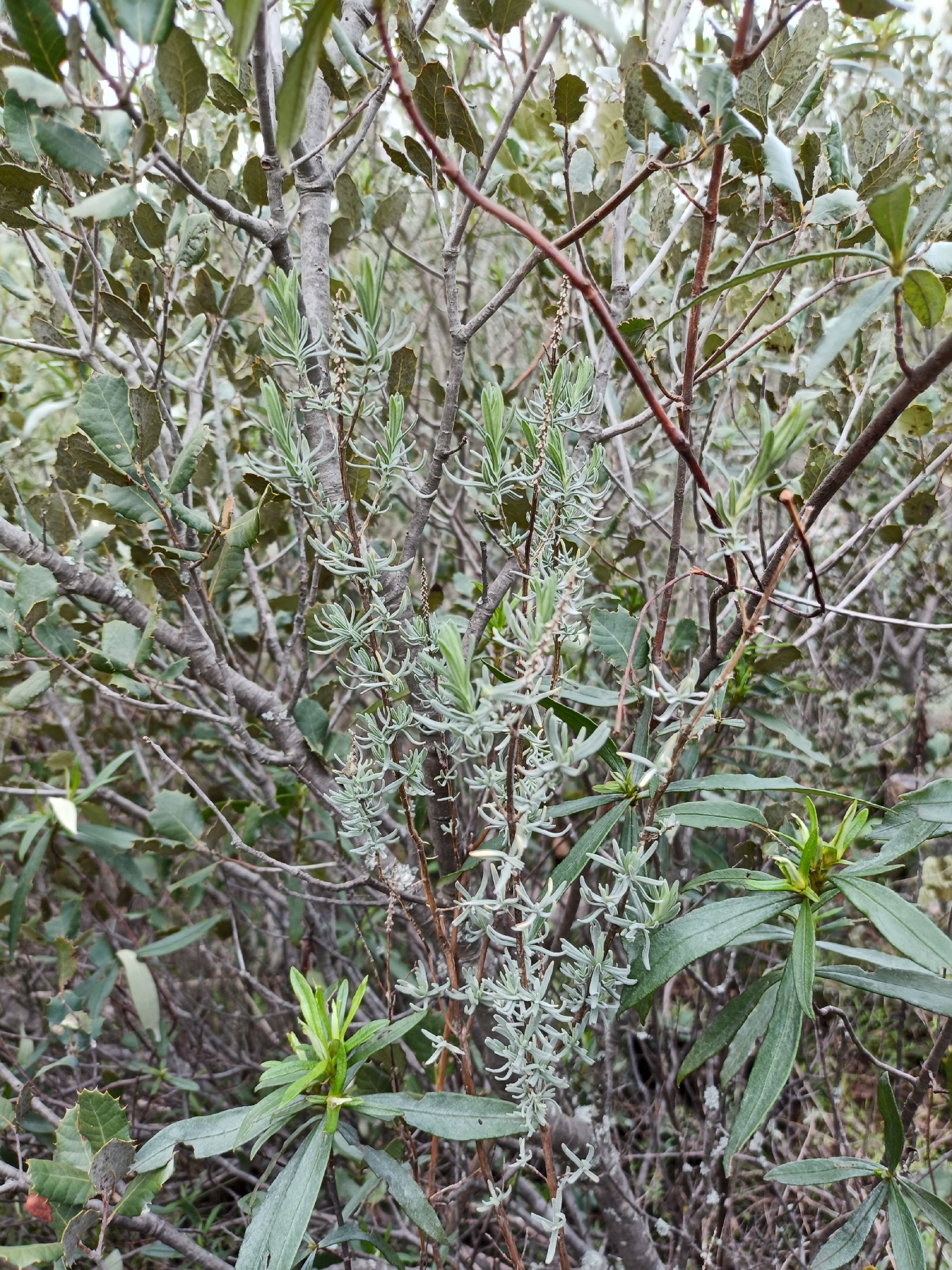 Imagem de Lavanda
