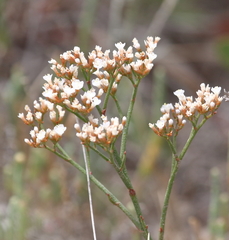 Limonium brasiliense