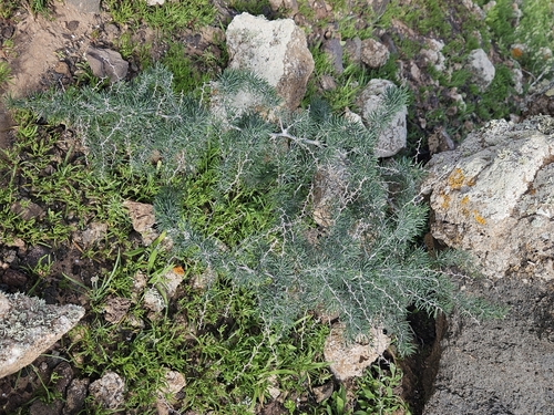 Asparagus pastorianus, photograph 2