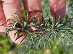 Asparagus pastorianus, photograph (c) Alessia Guggisberg, some rights reserved (CC BY-SA)