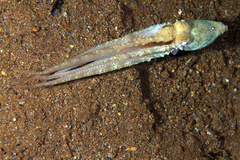 Callistoctopus