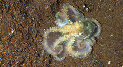 Callistoctopus