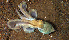 Callistoctopus