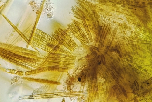 Synedra pulchella, 2026-02-06