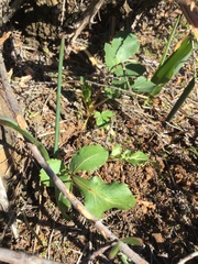 Sanicula bipinnatifida