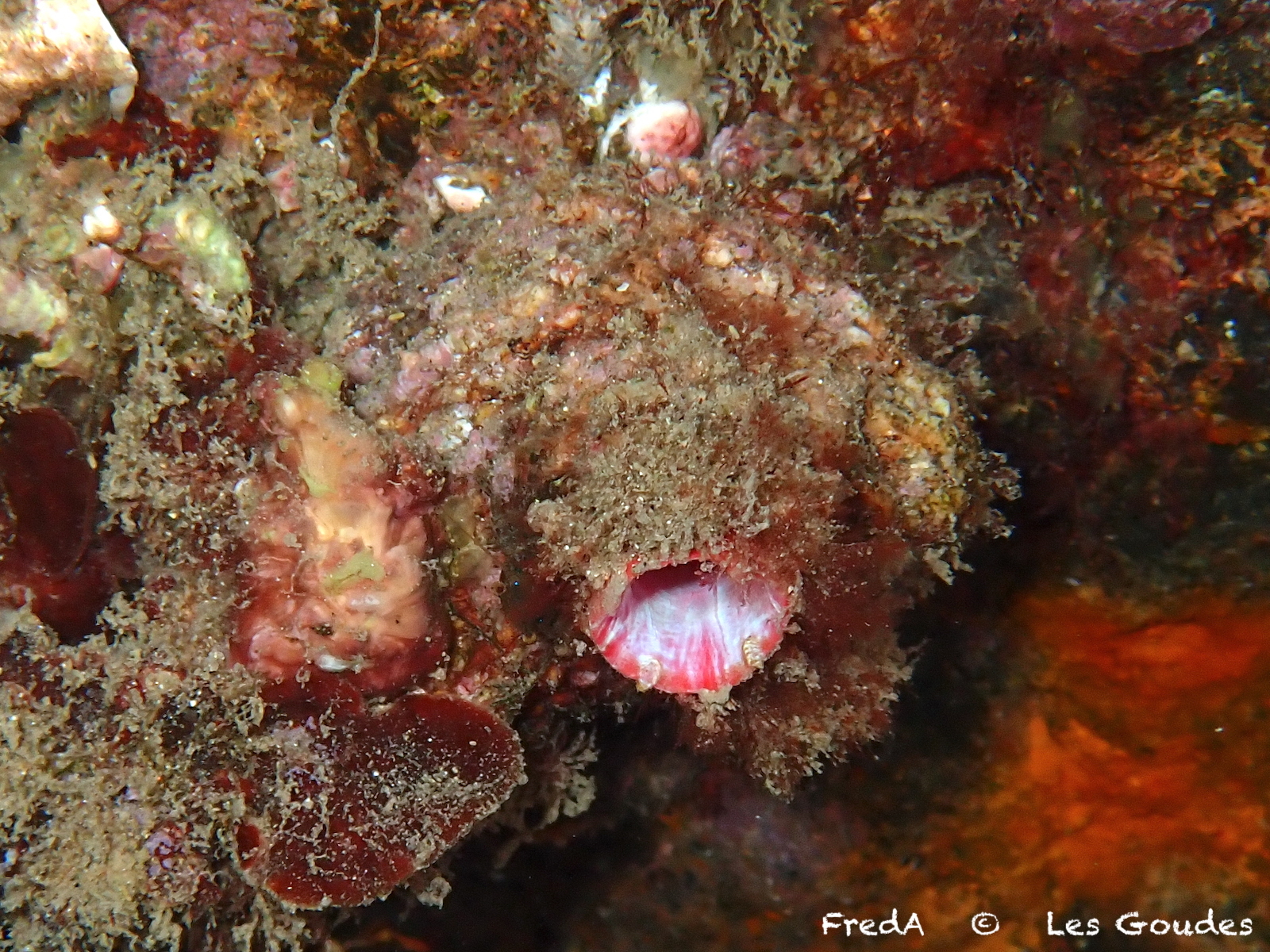 Pyura dura (Heller, 1877)