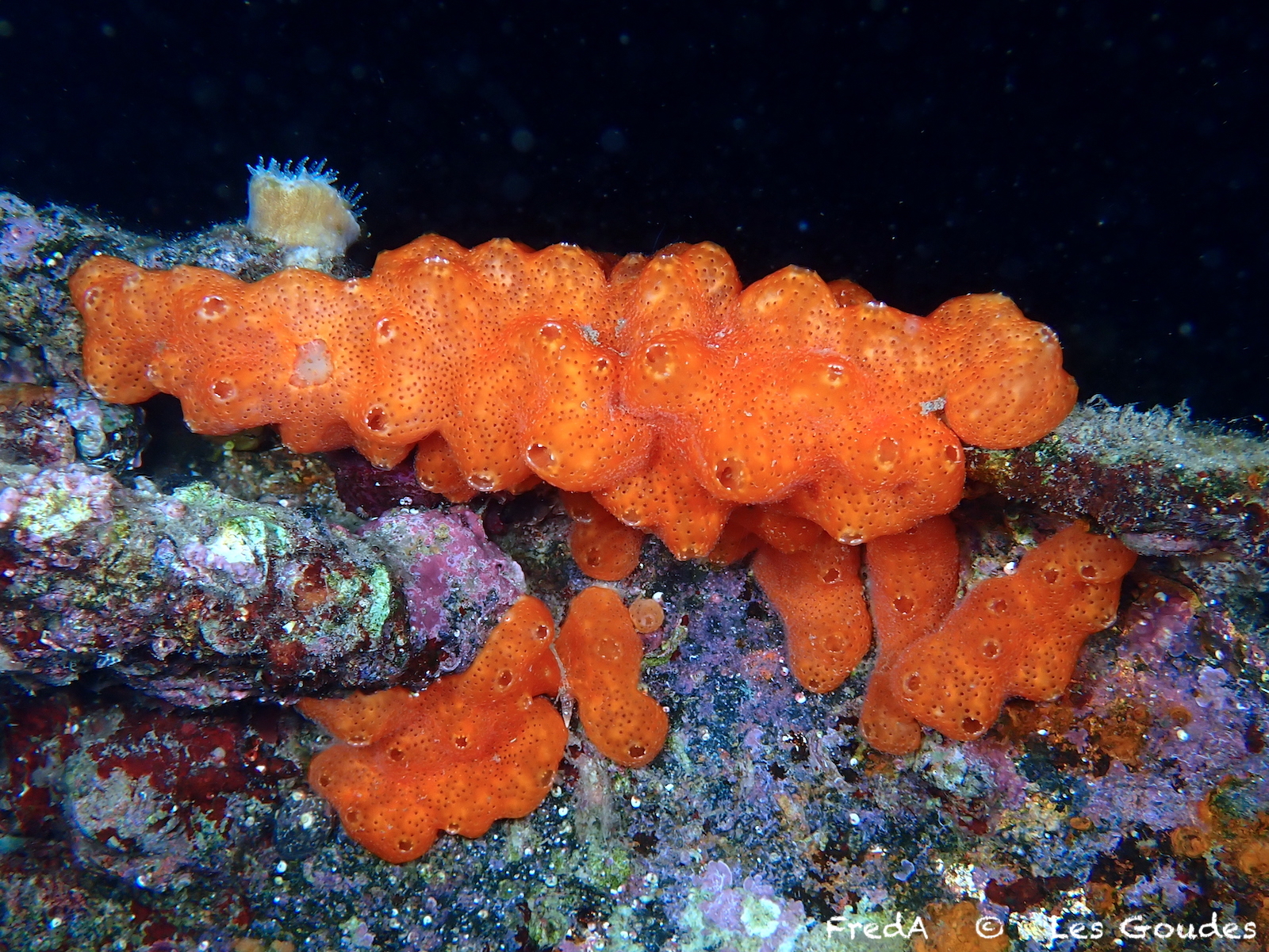 Polysyncraton lacazei (Giard, 1872)