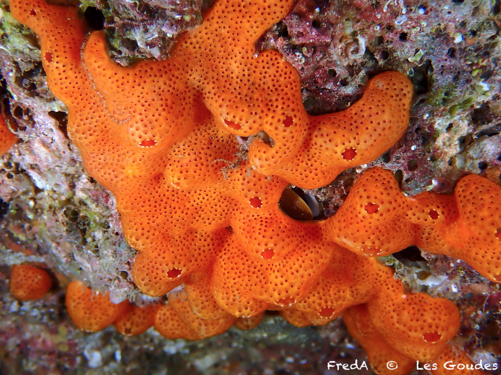 Polysyncraton lacazei (Giard, 1872)